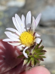 Polyarrhena imbricata