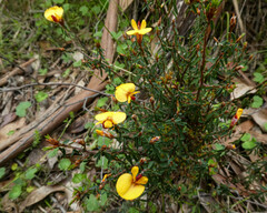 Pultenaea reflexifolia