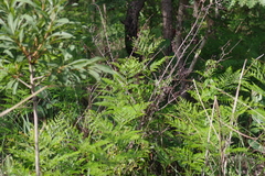 Pteridium centrali-africanum