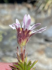 Polyarrhena imbricata