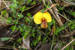 Bossiaea cordigera