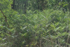 Pteridium centrali-africanum