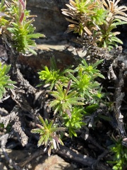 Polyarrhena imbricata