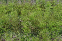Pteridium centrali-africanum