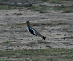 Vanellus albiceps
