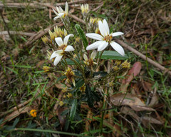 Olearia erubescens