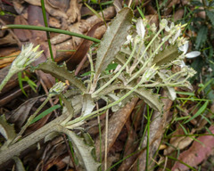 Olearia erubescens