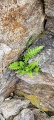 Asplenium marinum