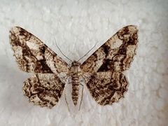 Peribatodes umbraria