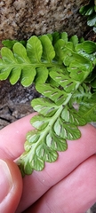 Asplenium marinum