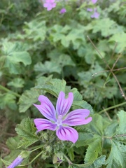 Malva