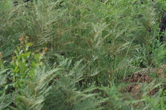 Pteridium centrali-africanum