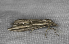 Meyrickella torquesauria