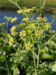 Chaerophyllum bulbosum