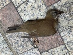 Turdus pallidus