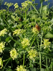 Chaerophyllum bulbosum