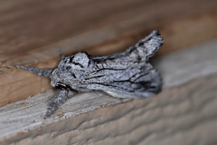 Inguromorpha itzalana