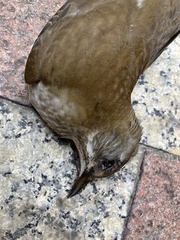 Turdus pallidus
