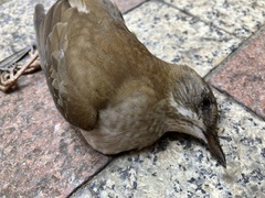 Turdus pallidus