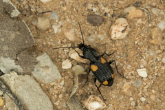 Craspedophorus