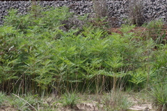 Pteridium centrali-africanum