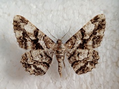 Peribatodes umbraria