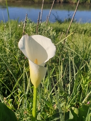 Zantedeschia albomaculata
