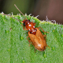 Anthracus consputus
