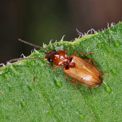 Anthracus consputus