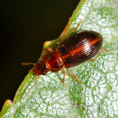 Bradycellus harpalinus