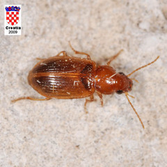 Bradycellus verbasci