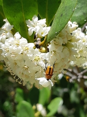 Phyllotocus macleayi