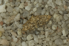 Nacoleia