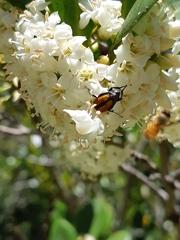 Phyllotocus macleayi