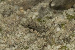 Psinidia fenestralis