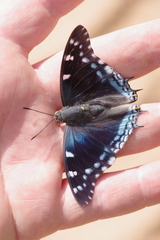 Charaxes guderiana