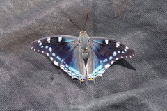 Charaxes guderiana