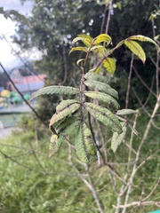 Zanthoxylum armatum