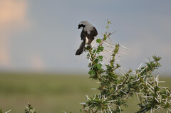 Lanius excubitoroides