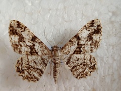 Peribatodes umbraria