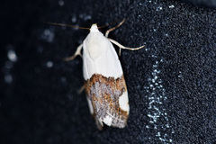 Ponometia cuta