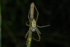 Trichonephila