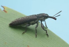 Rhinotia