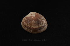 Ruditapes philippinarum