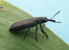 Rhinotia