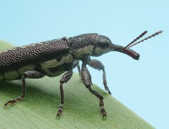 Rhinotia