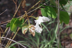 Bauhinia petersiana