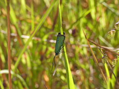 Pollanisus viridipulverulenta