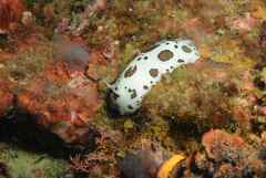 Peltodoris atromaculata
