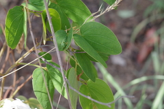 Bauhinia petersiana